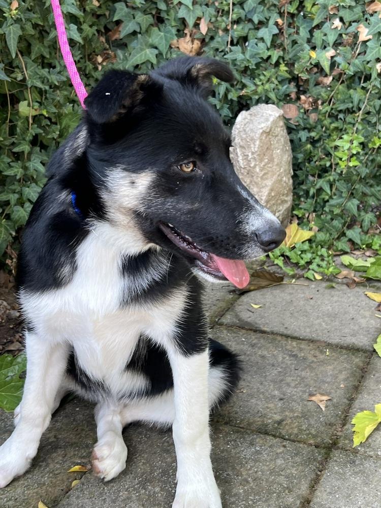 Kenny, Adoptable, Puppy Male German Shepherd Dog & Husky.