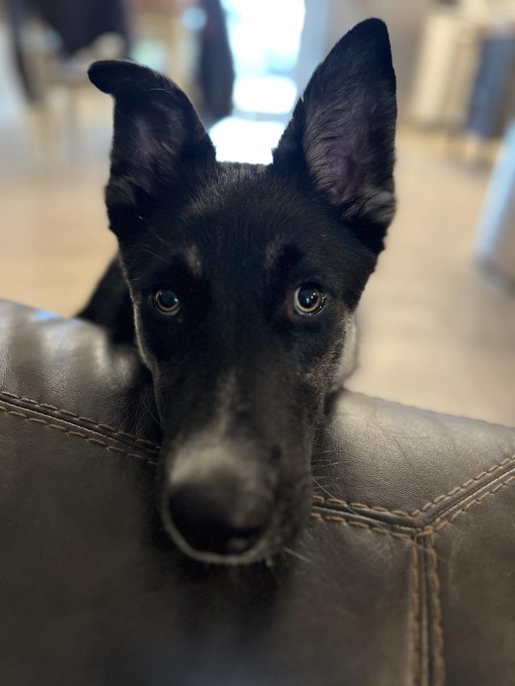 Kenny, a Adoptable mixed breed in Pleasant Hill, CA image 3/6