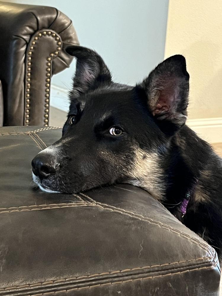 Kenny, a Adoptable mixed breed in Pleasant Hill, CA image 4/6