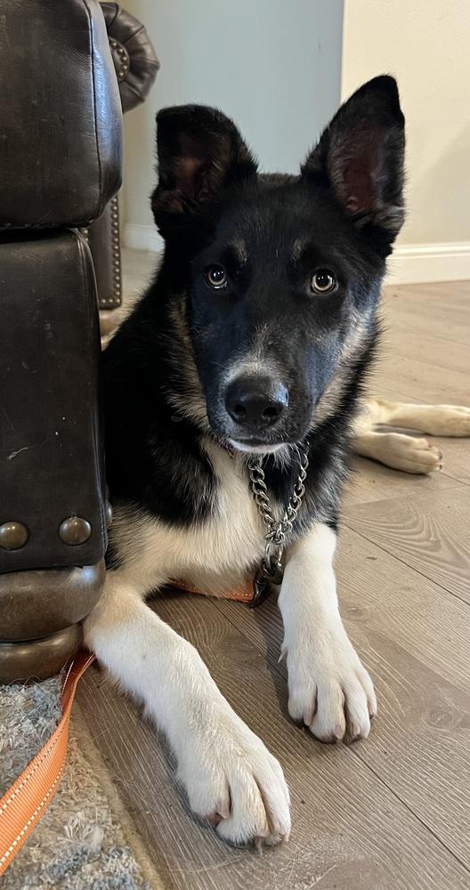 Kenny, a Adoptable mixed breed in Pleasant Hill, CA image 5/6