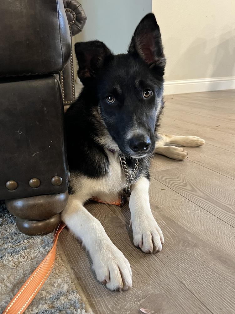 Kenny, a Adoptable mixed breed in Pleasant Hill, CA image 6/6