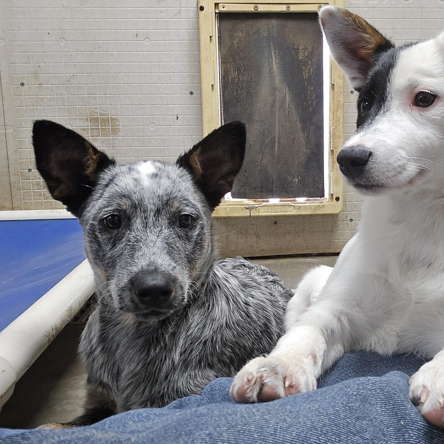 Enlarge Pal, a ADOPTABLE Australian Cattle Dog / Blue Heeler in Mounds, OK image 2/2