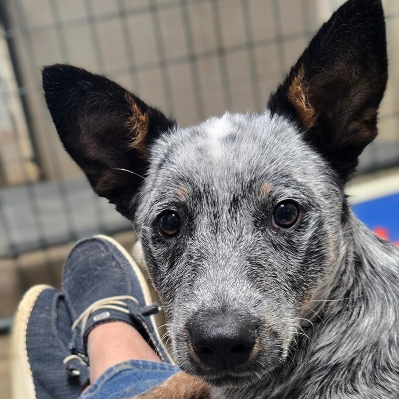 Enlarge Pal, a ADOPTABLE Australian Cattle Dog / Blue Heeler in Mounds, OK image 1/2