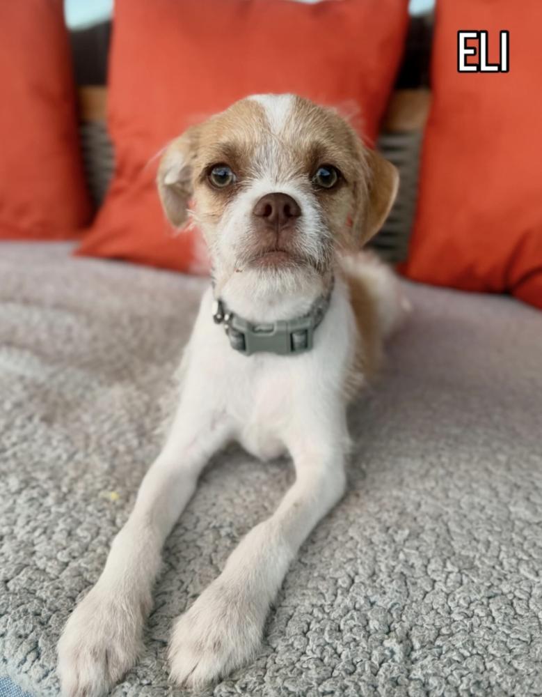 Eli, Adoptable, Puppy Male Terrier.