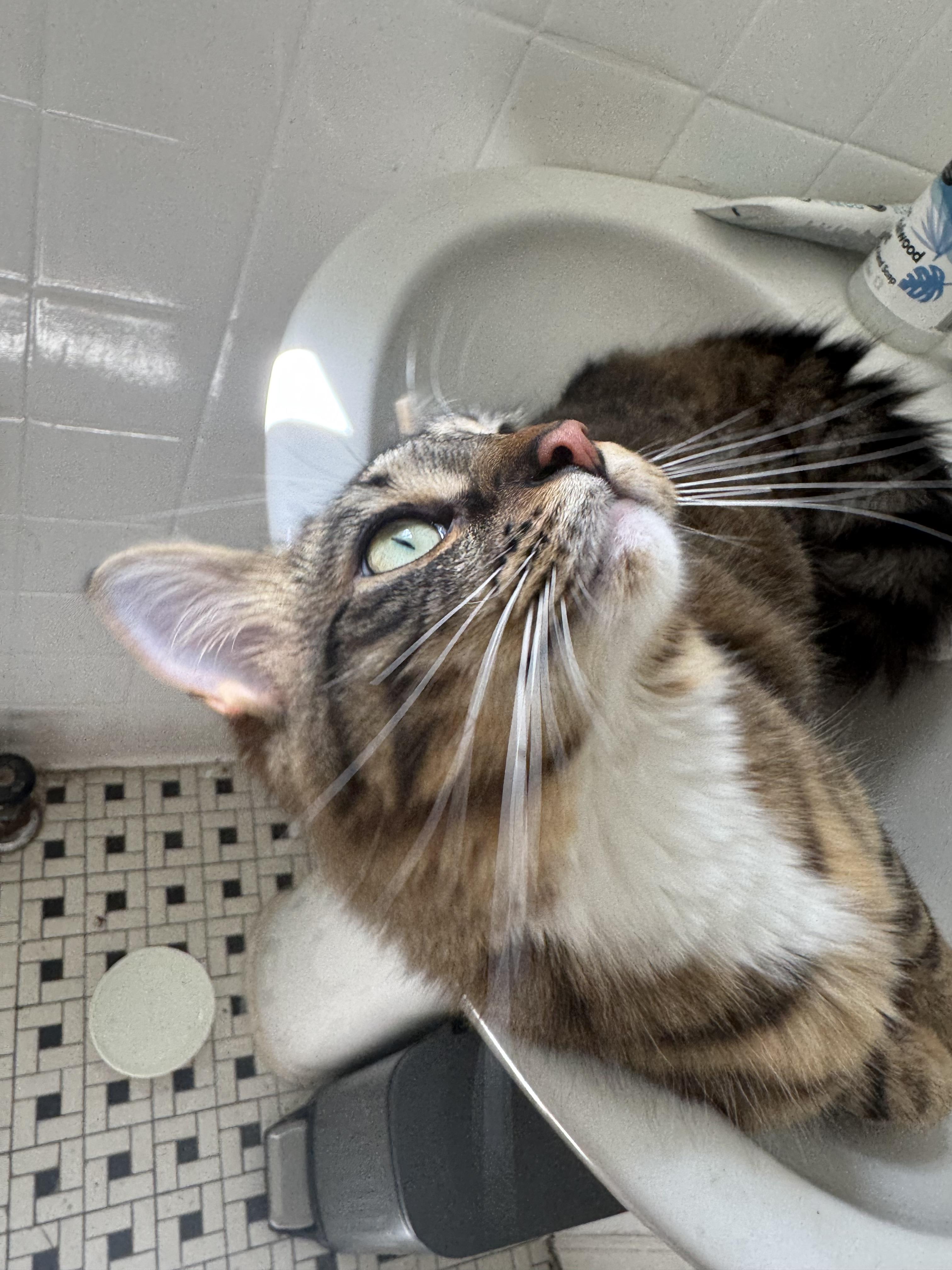 Enlarge Zuki (AKA Zucchini), a ADOPTABLE Domestic Medium Hair in Bethesda , MD image 5/5