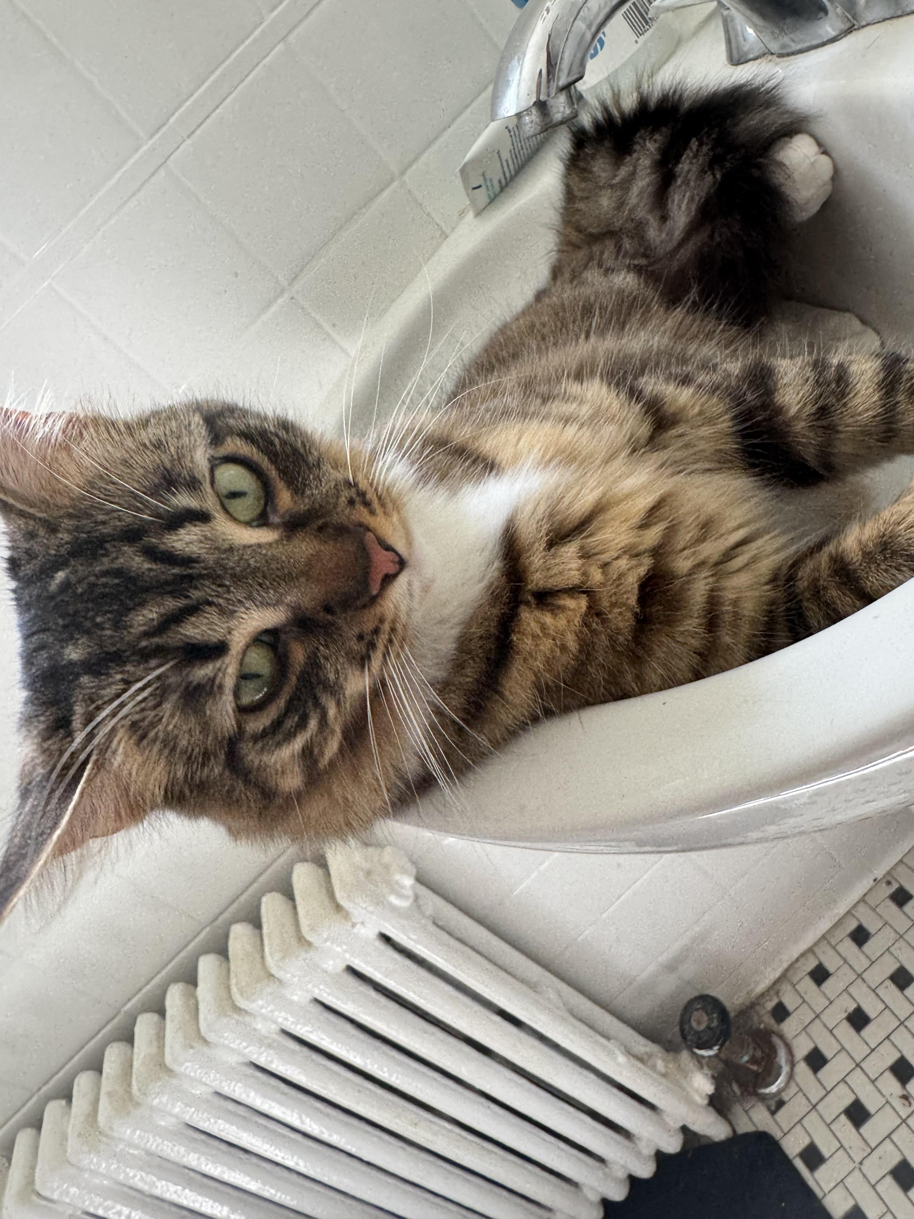 Enlarge Zuki (AKA Zucchini), a ADOPTABLE Domestic Medium Hair in Bethesda , MD image 3/5