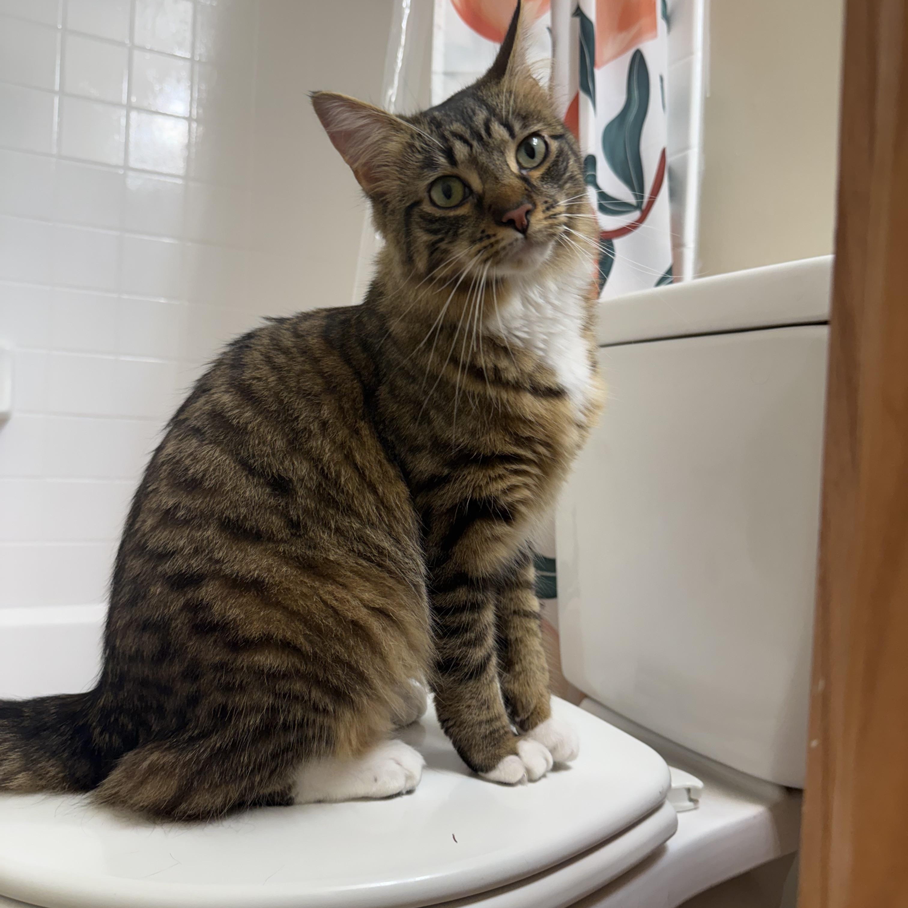 Enlarge Zuki (AKA Zucchini), a ADOPTABLE Domestic Medium Hair in Bethesda , MD image 1/5
