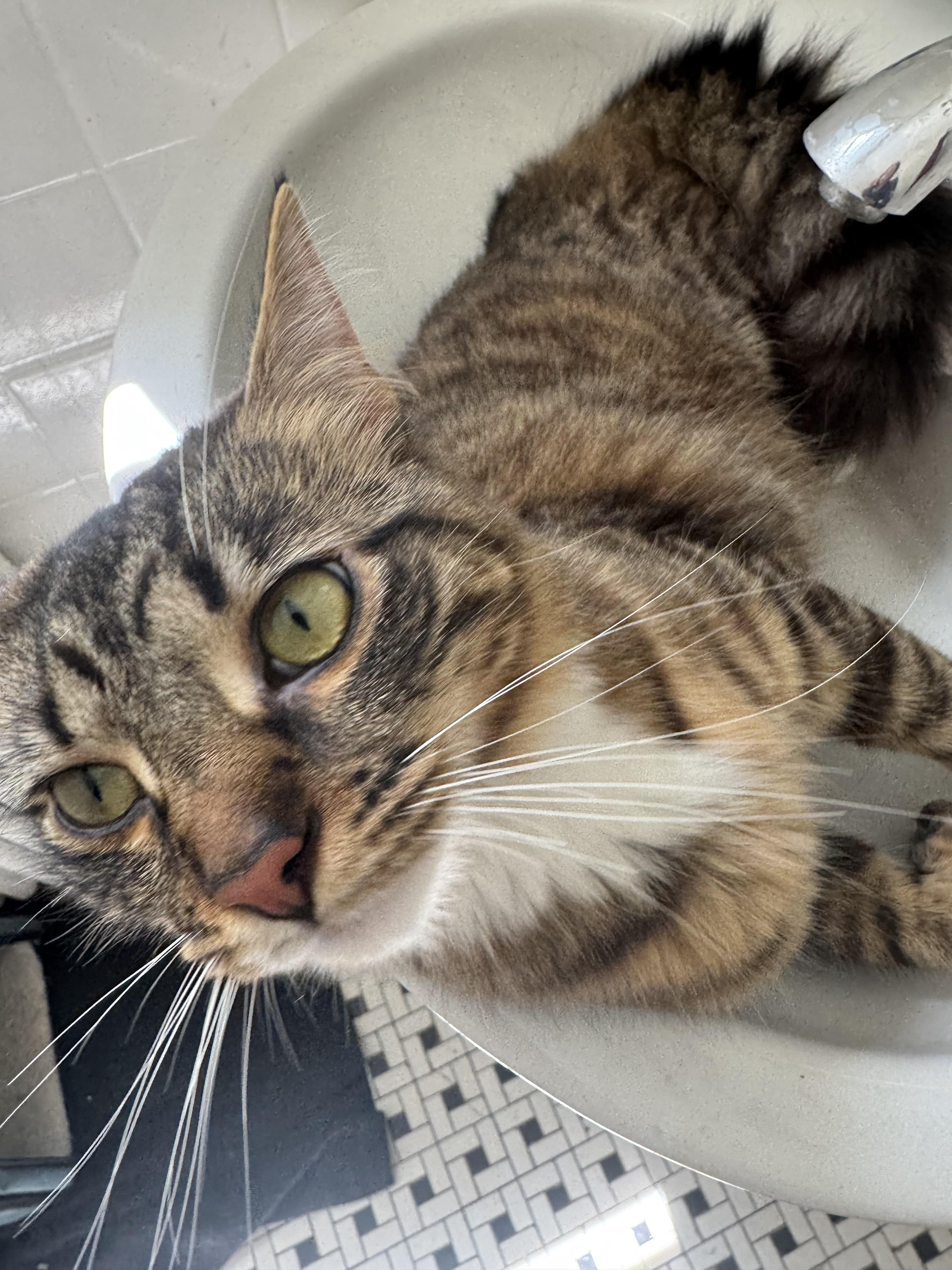 Enlarge Zuki (AKA Zucchini), a ADOPTABLE Domestic Medium Hair in Bethesda , MD image 2/5