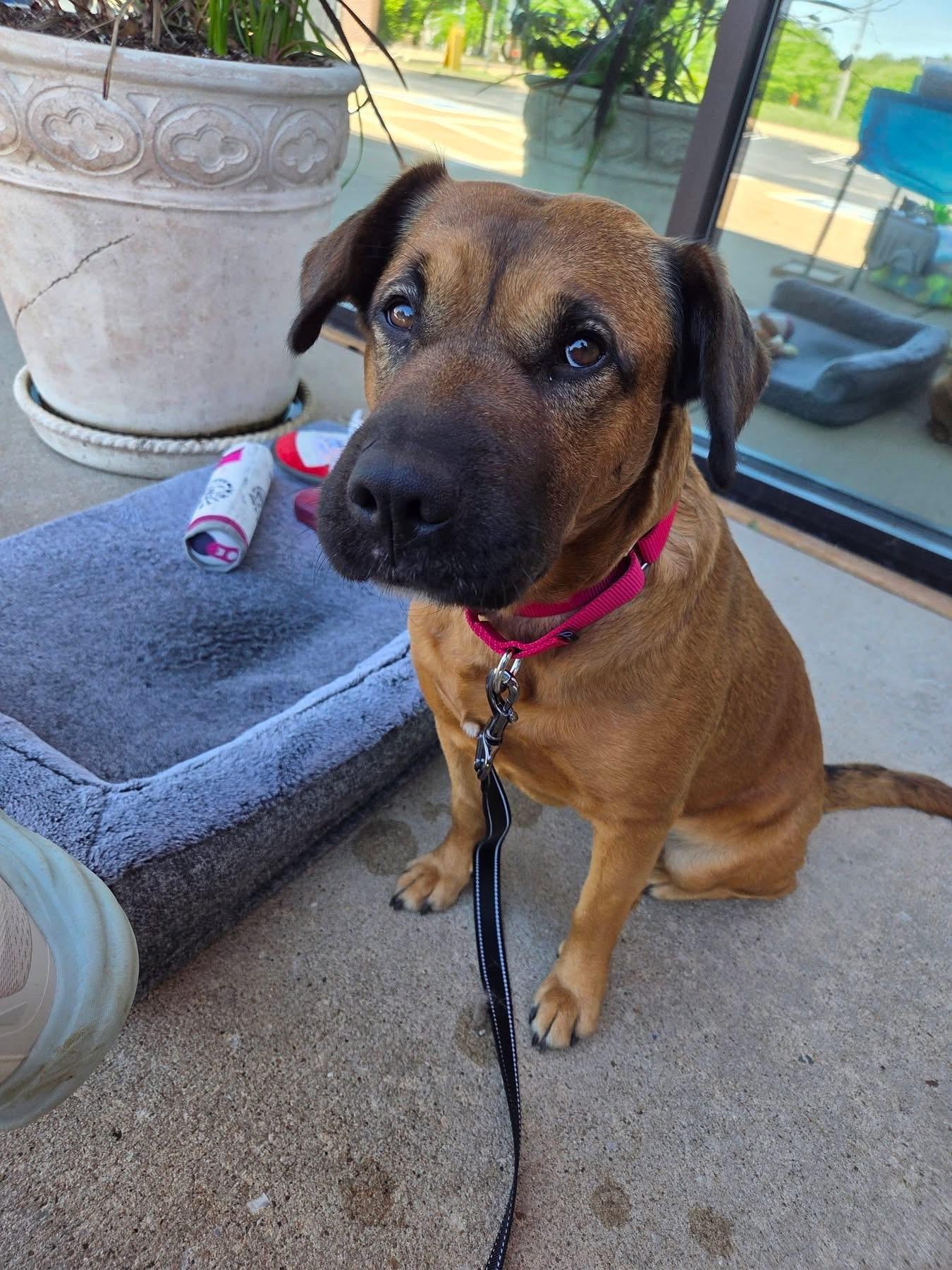 Peach, adopted, Adult Female Shar-Pei & Beagle.