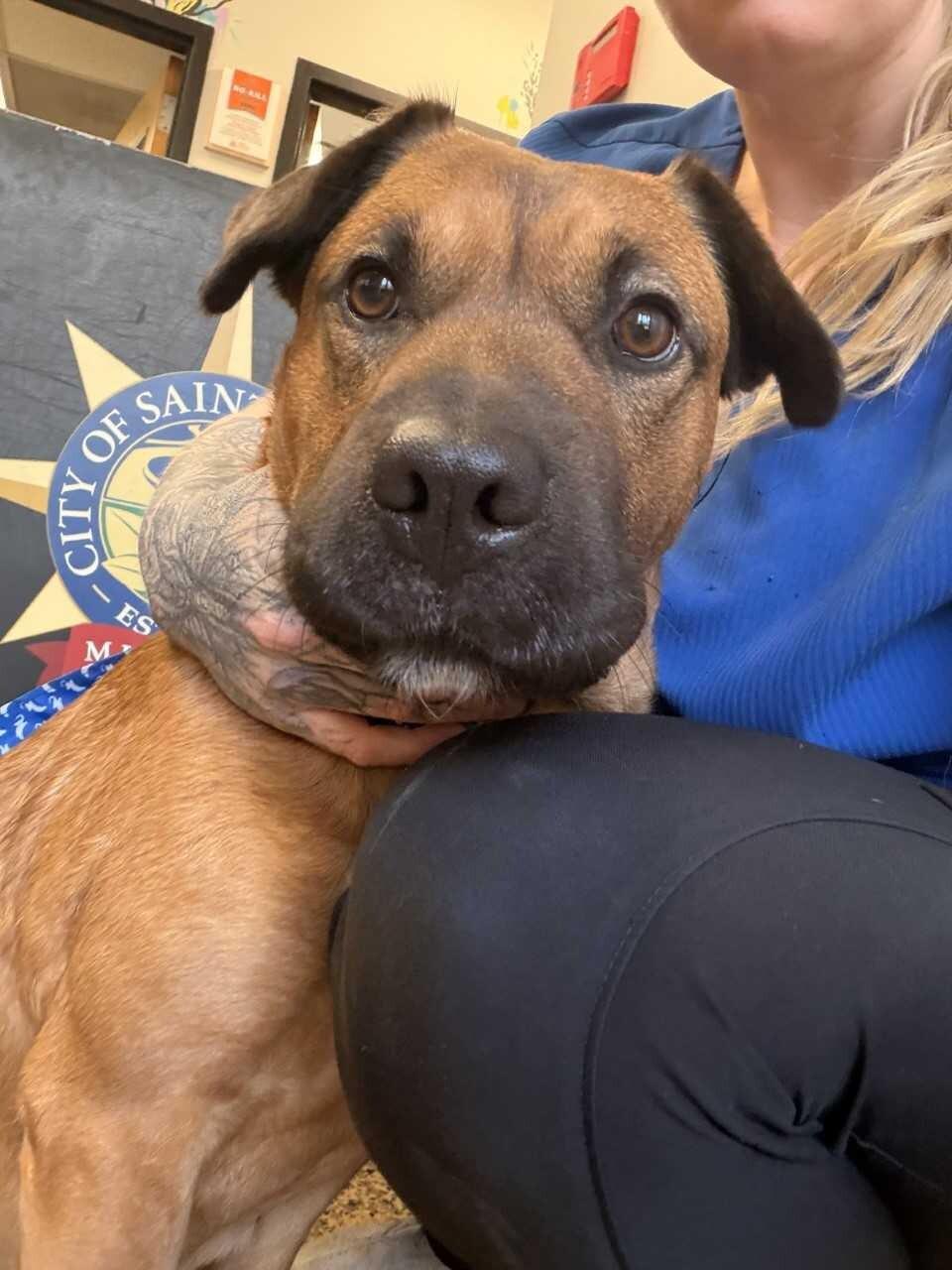 Enlarge Peach, a ADOPTABLE mixed breed in Saint Charles, MO image 1/1