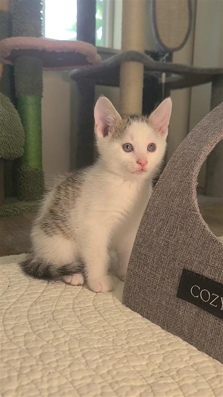 Macadamia, a Adoptable mixed breed in Fayetteville, AR image 1/6