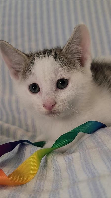 Macadamia, a Adoptable mixed breed in Fayetteville, AR image 2/6