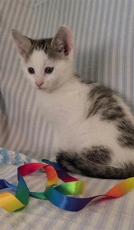 Macadamia, a Adoptable mixed breed in Fayetteville, AR image 3/6
