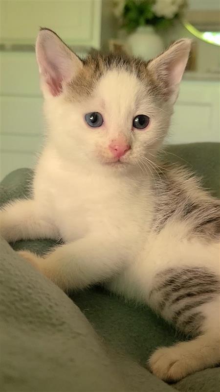 Macadamia, a Adoptable mixed breed in Fayetteville, AR image 4/6