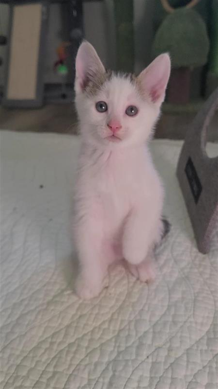 Macadamia, a Adoptable mixed breed in Fayetteville, AR image 5/6