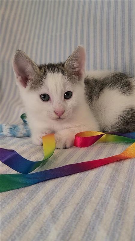 Macadamia, a Adoptable mixed breed in Fayetteville, AR image 6/6