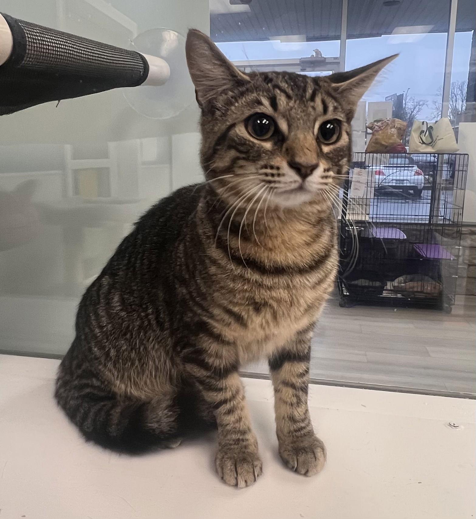 Thumper, Adopted, Young Male Tabby & Domestic Short Hair.