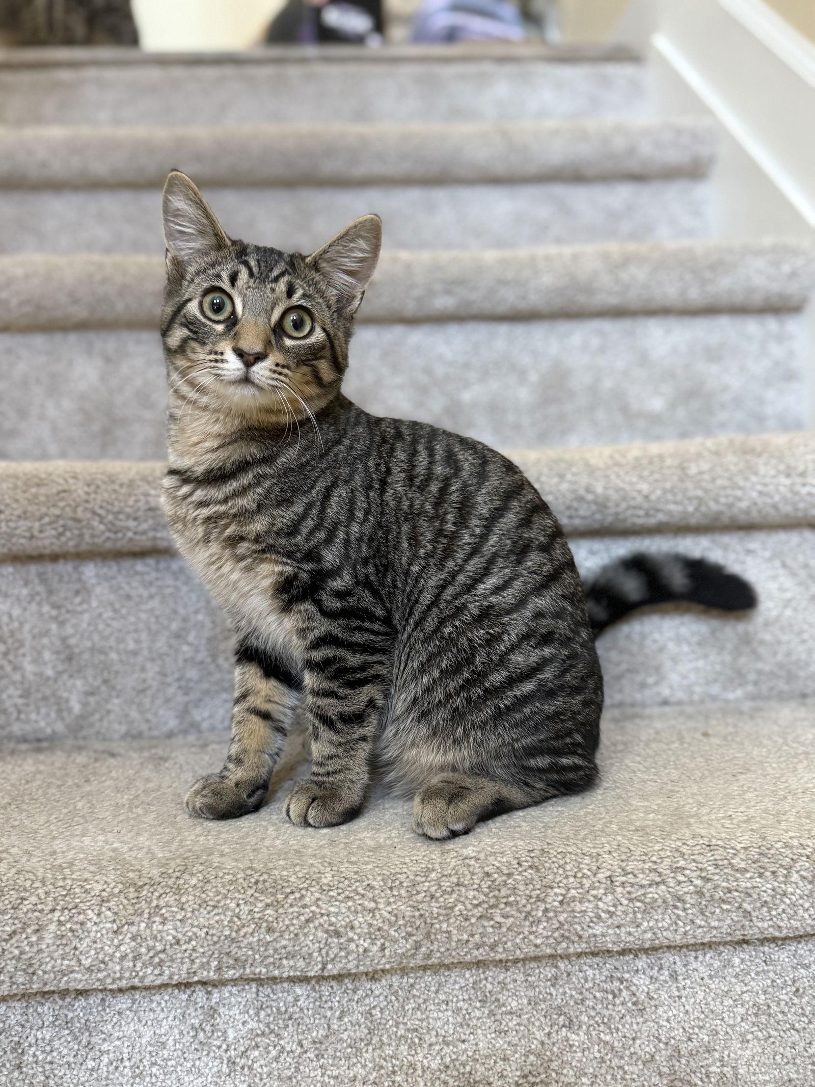 Enlarge Thumper, a Adopted mixed breed in Georgetown, KY image 2/3