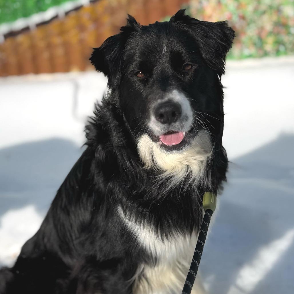 Enlarge Billy, a Adoptable Border Collie in Brooklyn, NY image 1/6