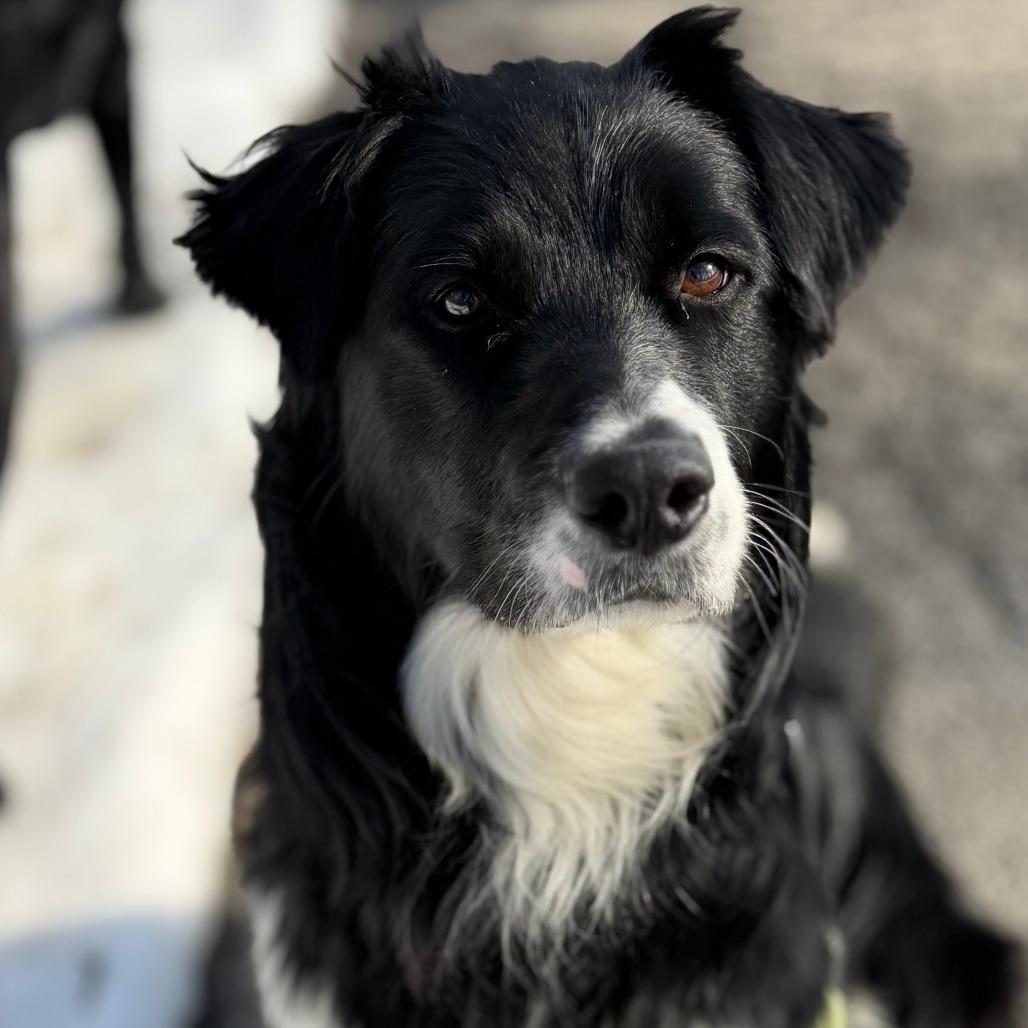 Enlarge Billy, a Adoptable Border Collie in Brooklyn, NY image 2/6