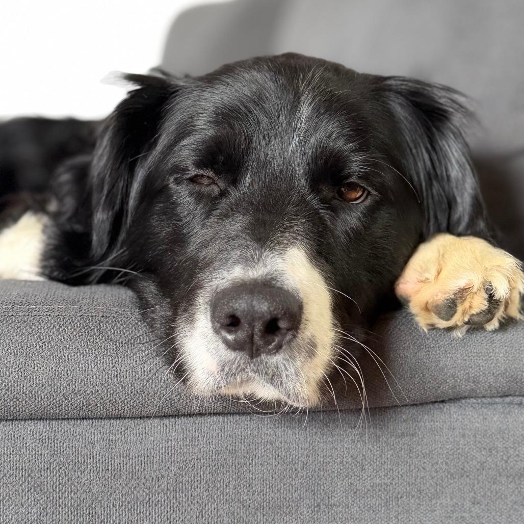 Enlarge Billy, a Adoptable Border Collie in Brooklyn, NY image 3/6