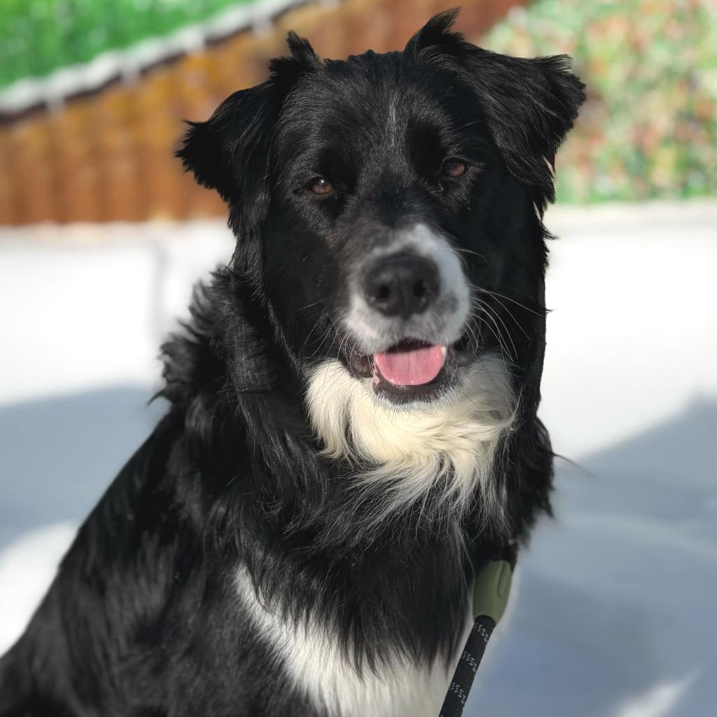 Enlarge Billy, a Adoptable Border Collie in Brooklyn, NY image 4/6