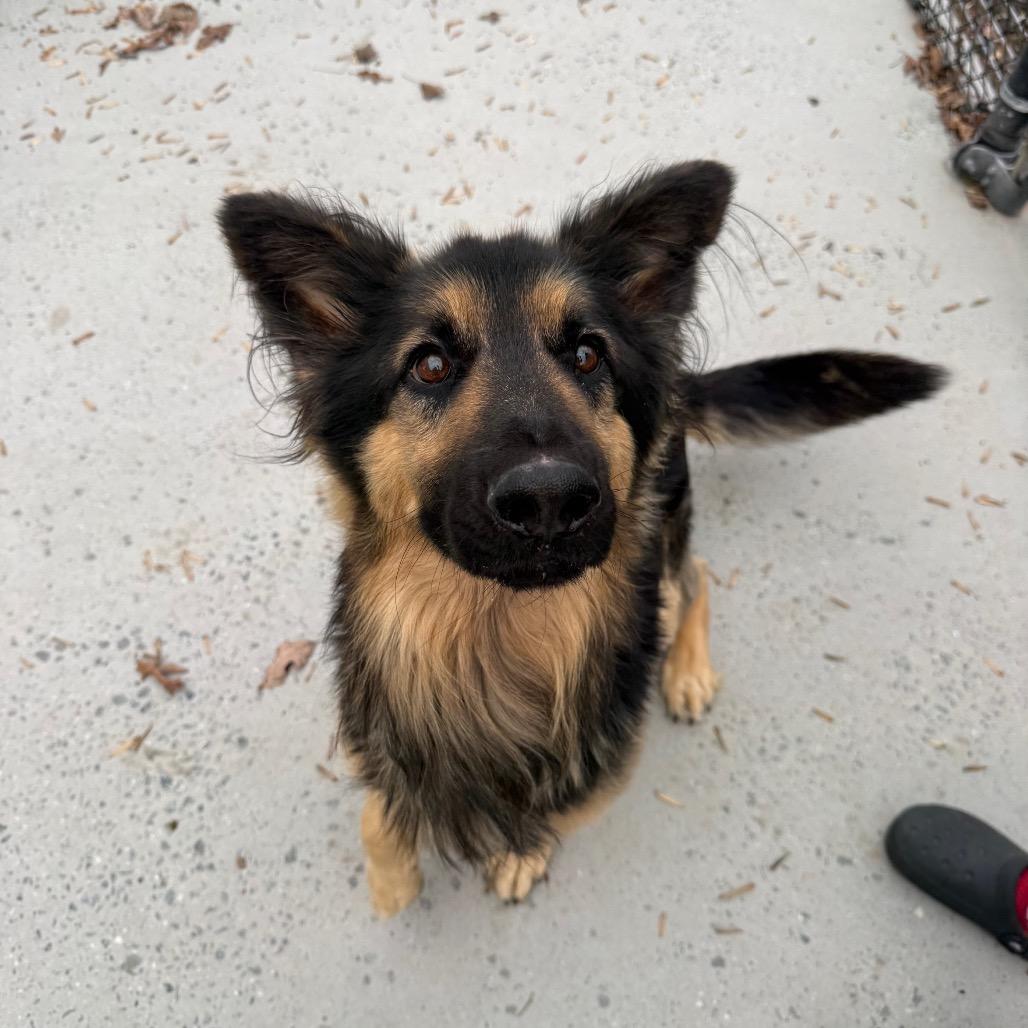 Enlarge Lucky, a Adoptable Mixed Breed in Winston-Salem, NC image 1/5