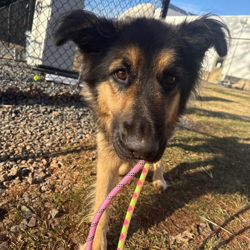 Enlarge Lucky, a Adoptable Mixed Breed in Winston-Salem, NC image 2/5
