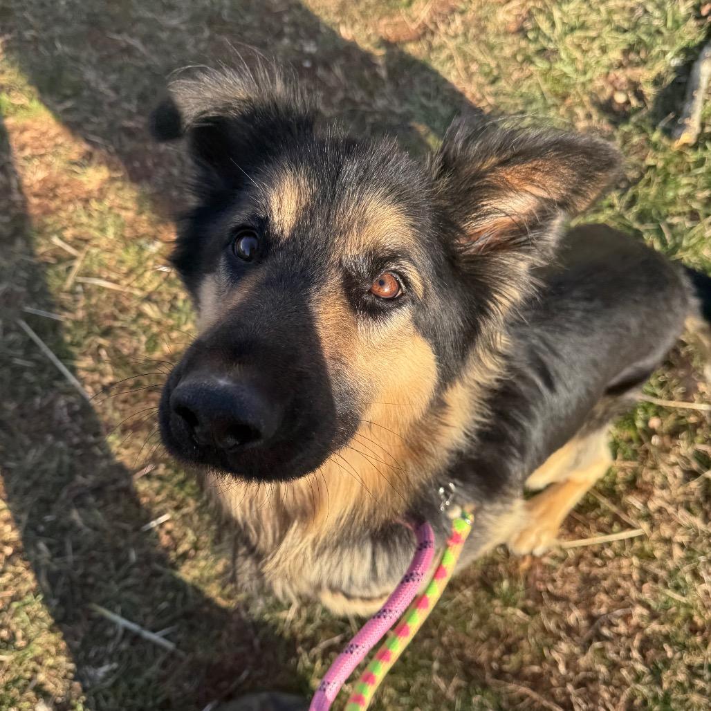 Enlarge Lucky, a Adoptable Mixed Breed in Winston-Salem, NC image 3/5