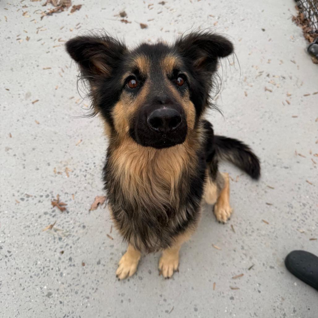Enlarge Lucky, a Adoptable Mixed Breed in Winston-Salem, NC image 4/5