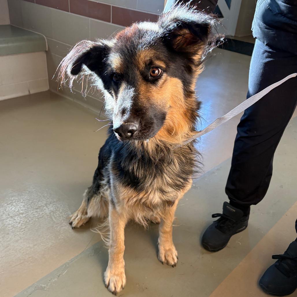 Enlarge Lucky, a Adoptable Mixed Breed in Winston-Salem, NC image 5/5