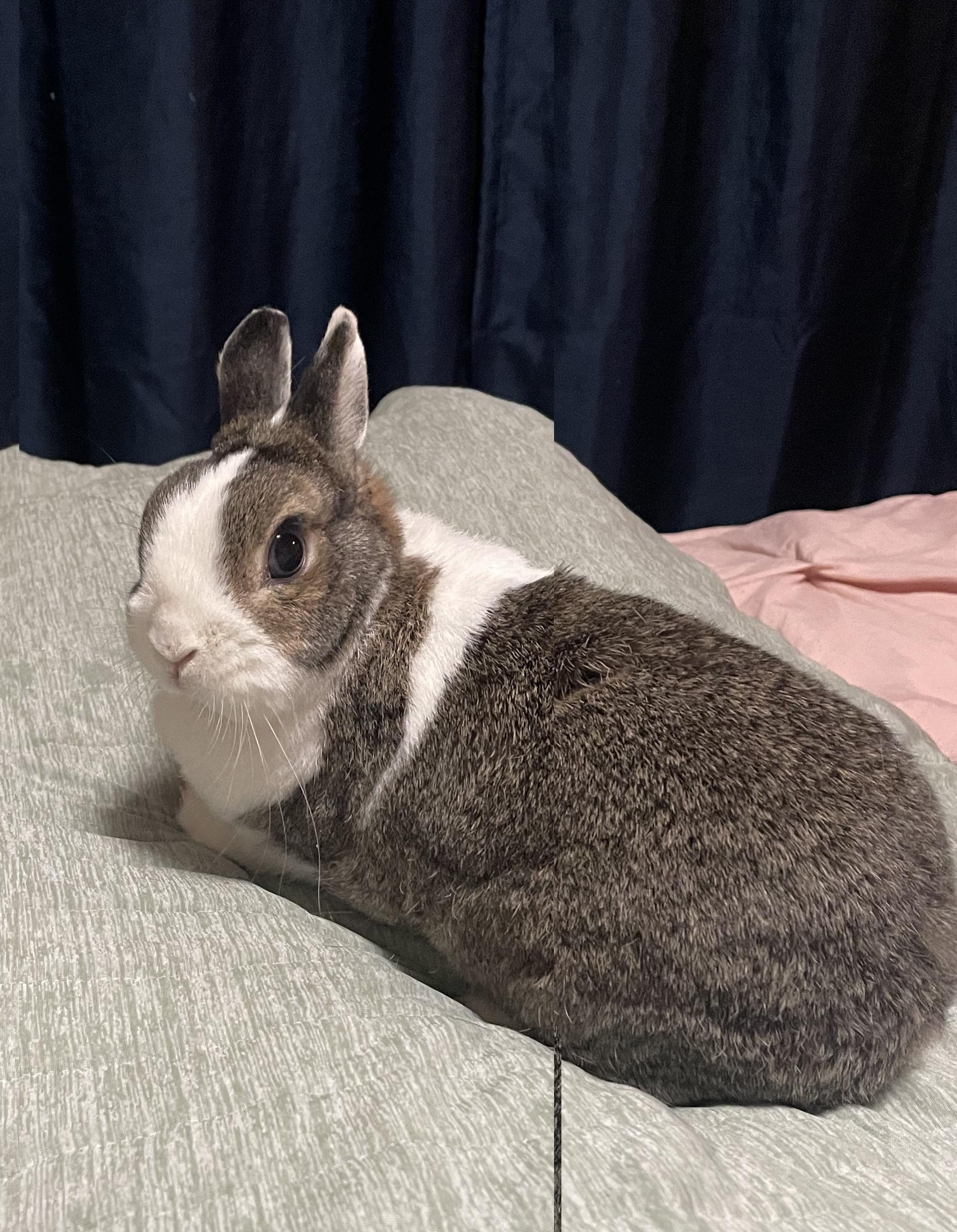 Mimi (c) photo