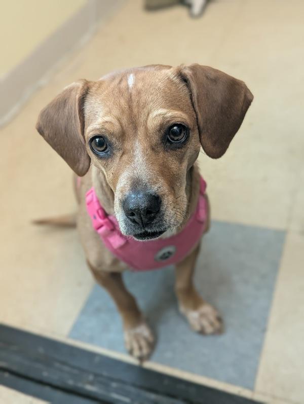 Lottie, Adoptable, Adult Female Beagle.