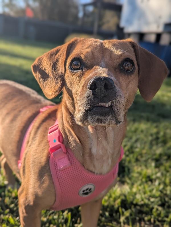 Enlarge Lottie, a Adoptable mixed breed in Santa Rosa, CA image 2/6