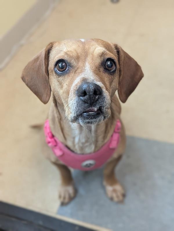 Enlarge Lottie, a Adoptable mixed breed in Santa Rosa, CA image 4/6