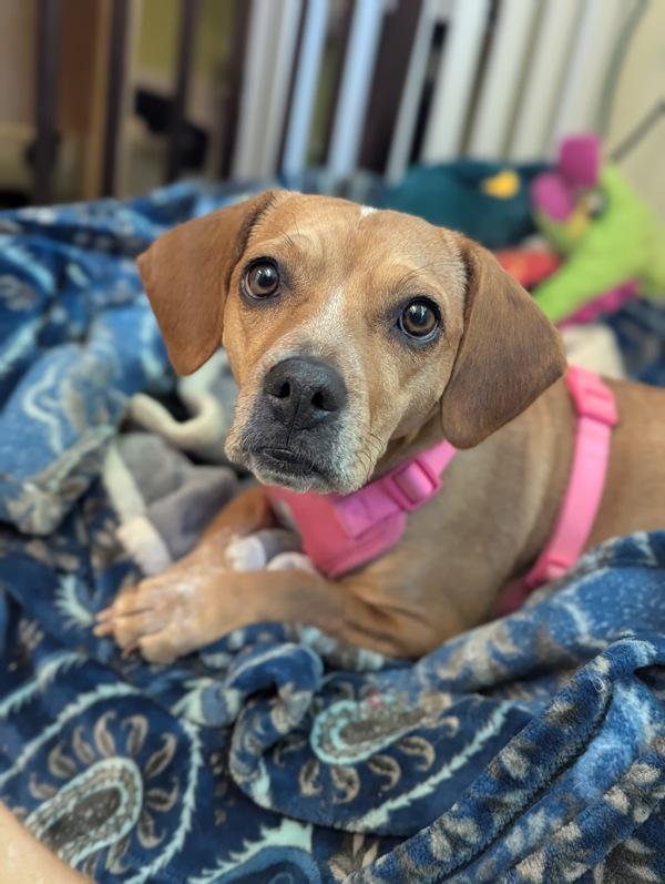 Enlarge Lottie, a Adoptable mixed breed in Santa Rosa, CA image 5/6