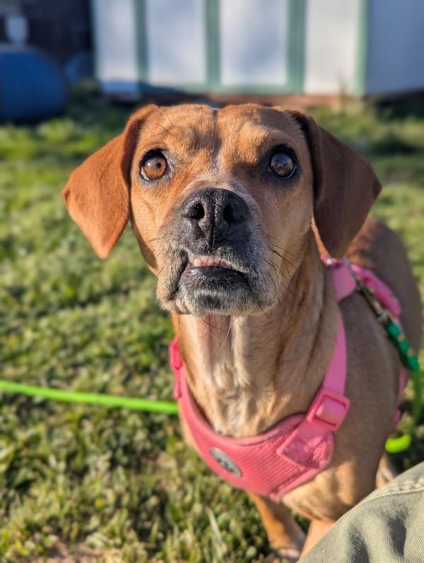 Enlarge Lottie, a Adoptable mixed breed in Santa Rosa, CA image 6/6