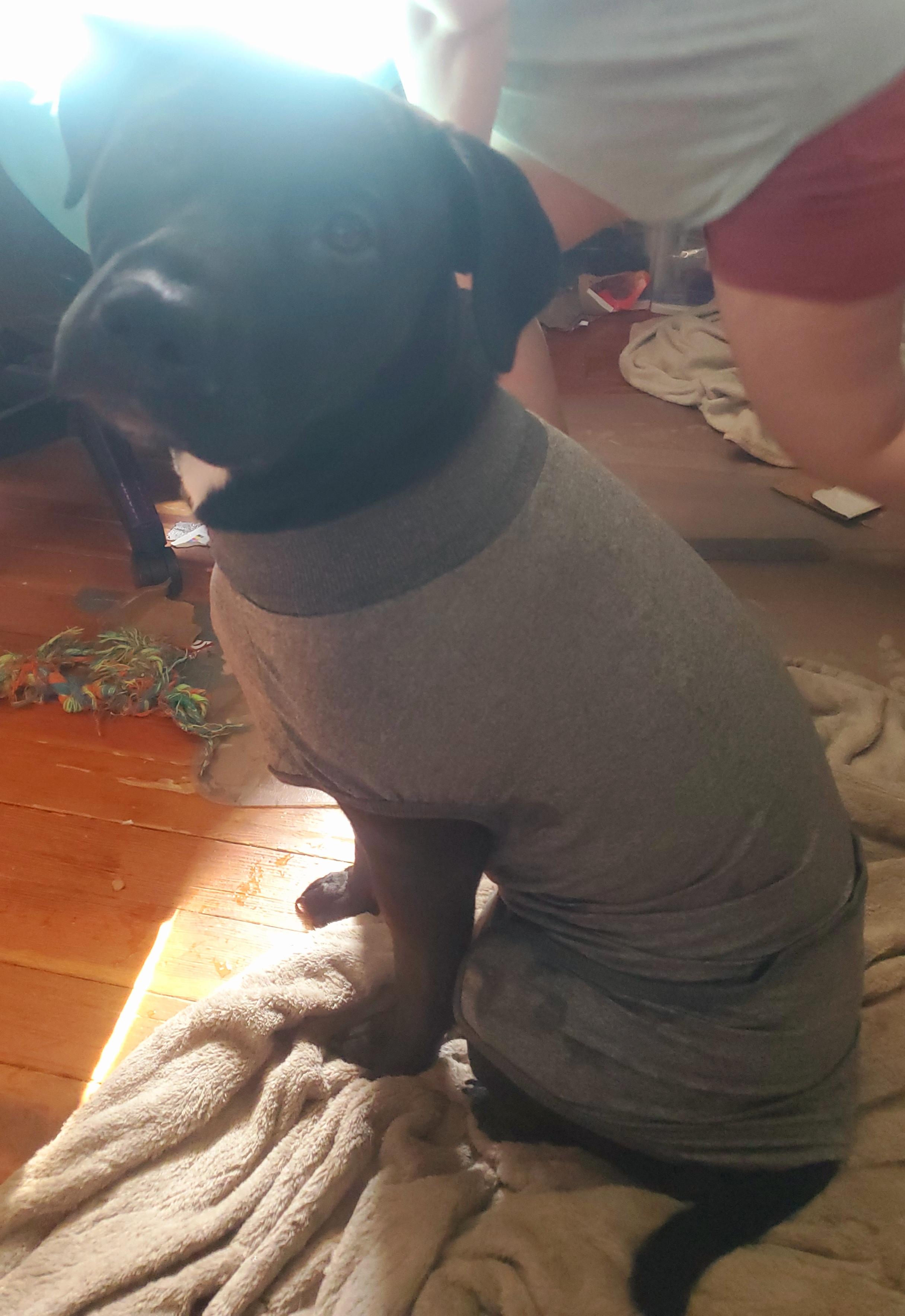 Enlarge Iroh, a Adoptable mixed breed in Huntley, IL image 3/5