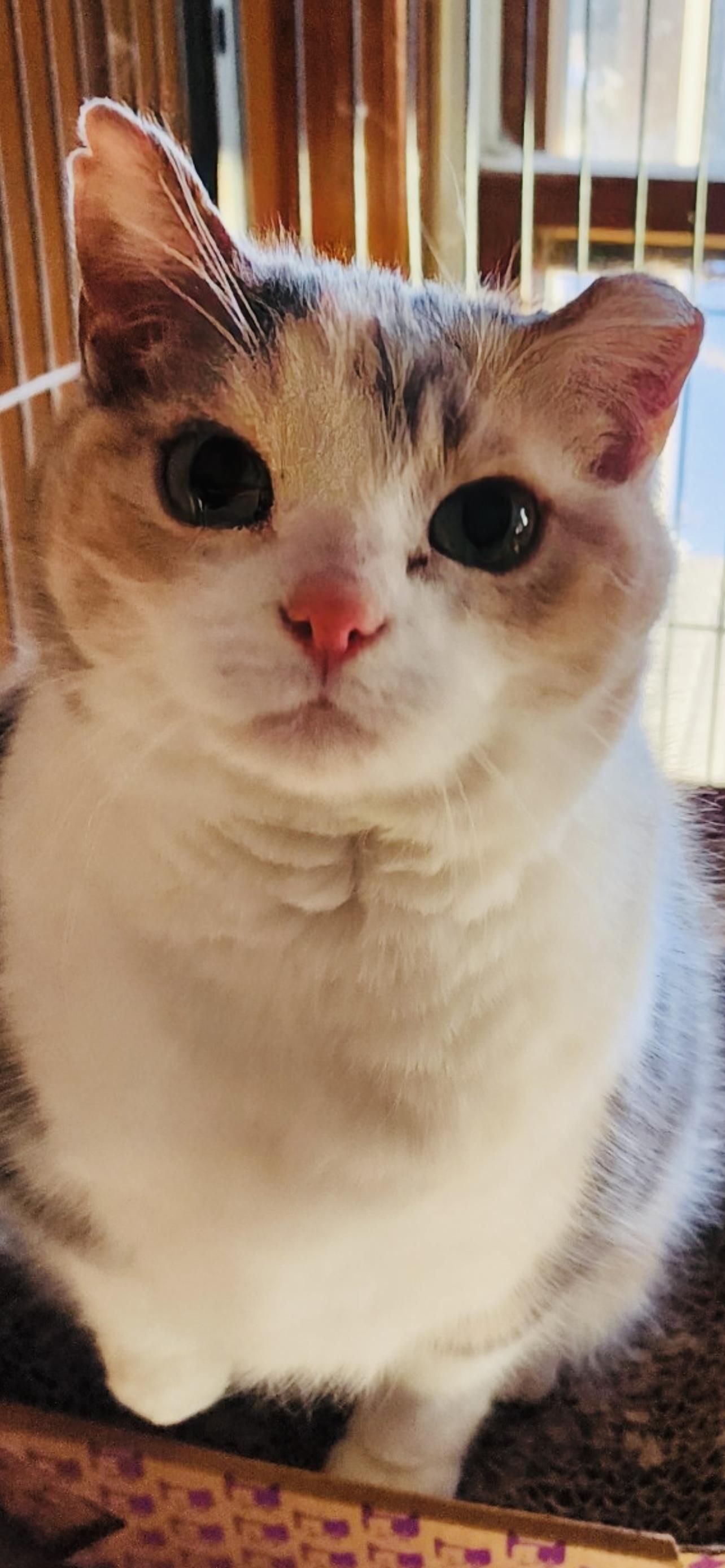 Enlarge Missy, an adopted Domestic Short Hair in St. Clair, MI image 1/2