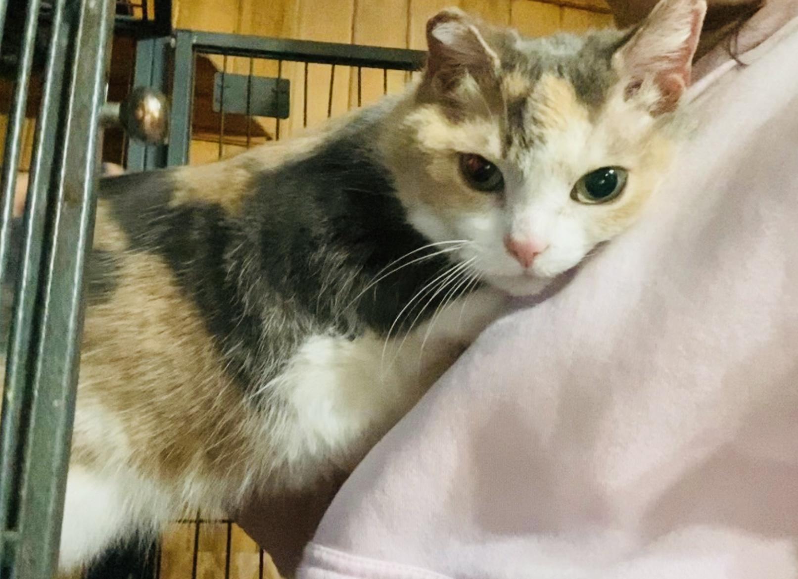 Enlarge Missy, an adopted Domestic Short Hair in St. Clair, MI image 2/2