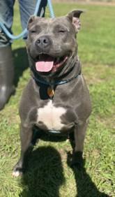 Enlarge Bella Blu, a Adoptable mixed breed in Blue Ridge, GA image 1/3