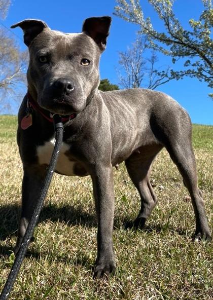 Enlarge Bella Blu, a Adoptable mixed breed in Blue Ridge, GA image 2/3
