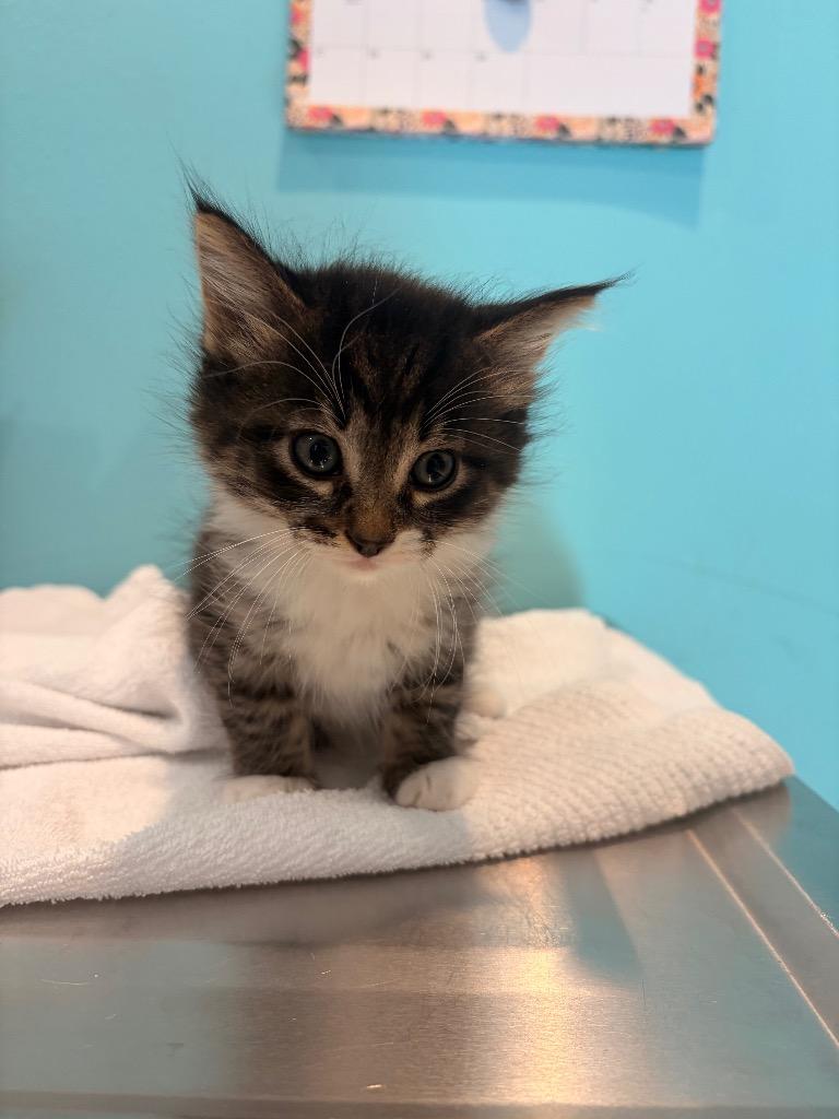 EE6 Parker, Adoptable, Kitten Male Domestic Medium Hair.