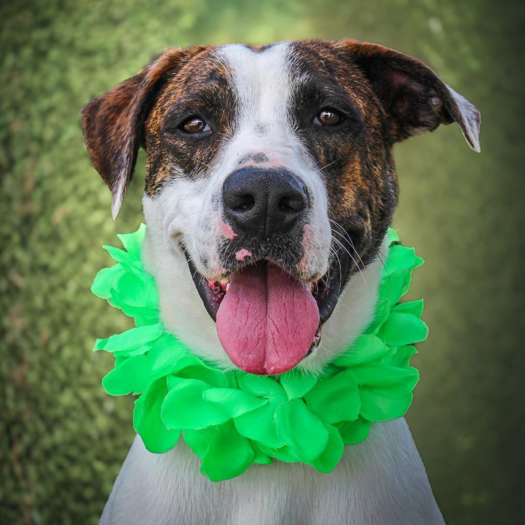 Enlarge Weedle, a Adoptable Mixed Breed in Lake Jackson, TX image 1/2
