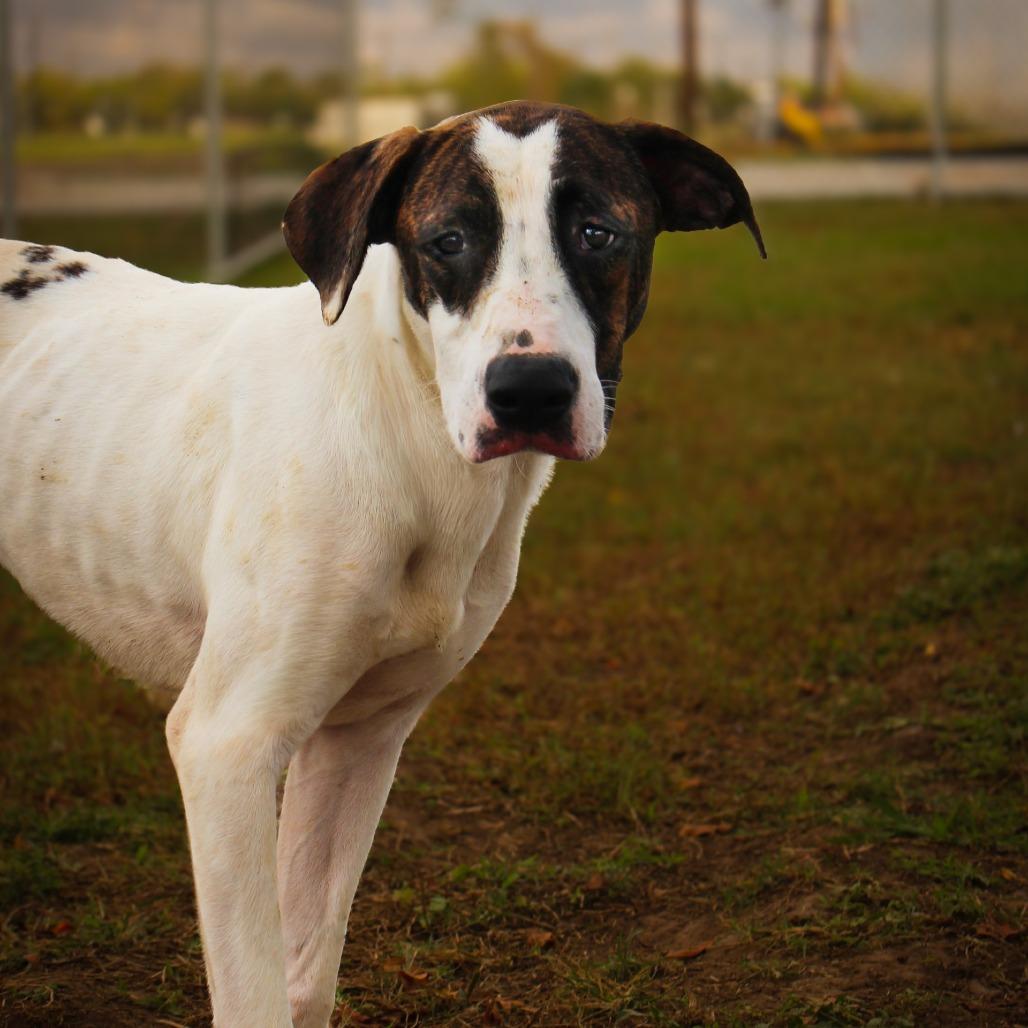 Enlarge Weedle, a Adoptable Mixed Breed in Lake Jackson, TX image 1/3