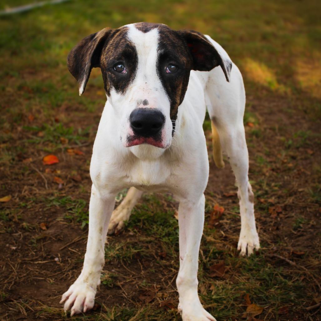 Enlarge Weedle, a Adoptable Mixed Breed in Lake Jackson, TX image 2/3