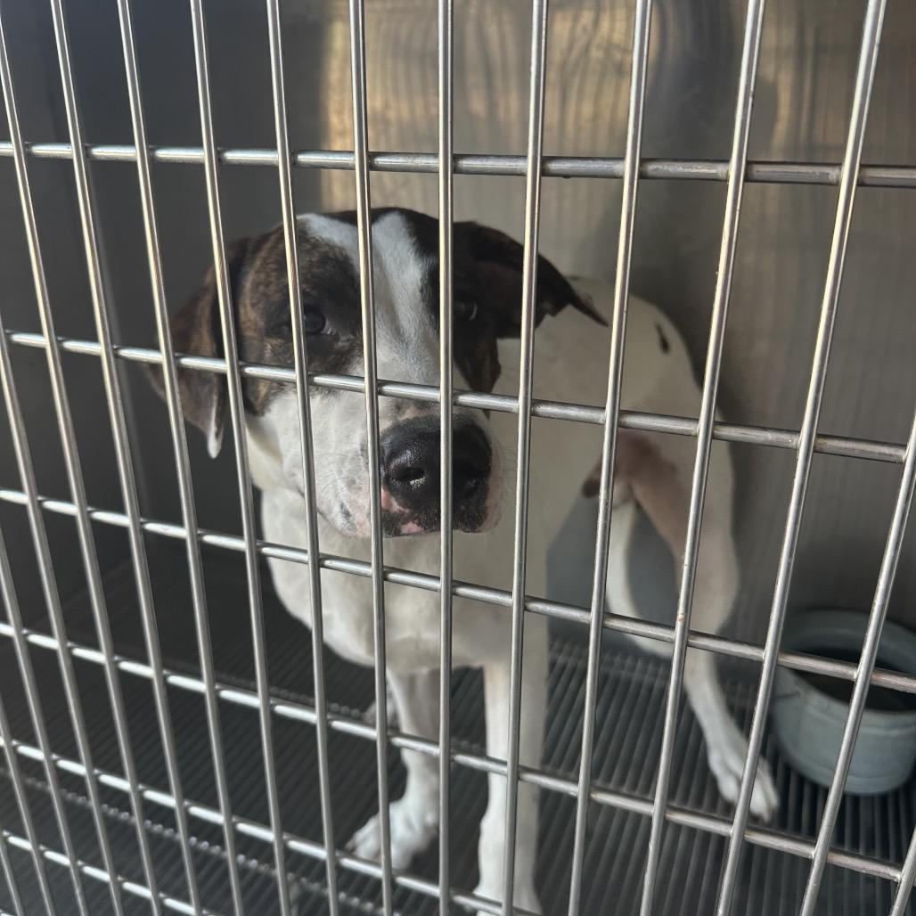 Enlarge Weedle, a Adoptable Mixed Breed in Lake Jackson, TX image 3/3