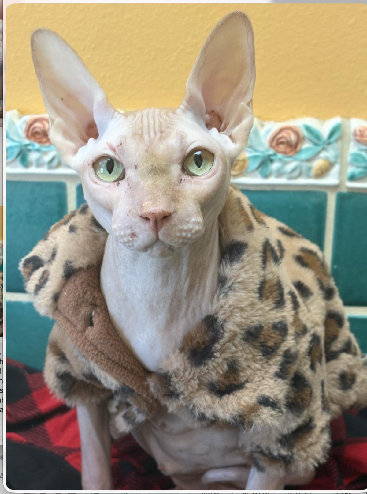 Ophelia *courtesy Post, Adoptable, Adult Female Sphynx / Hairless Cat.