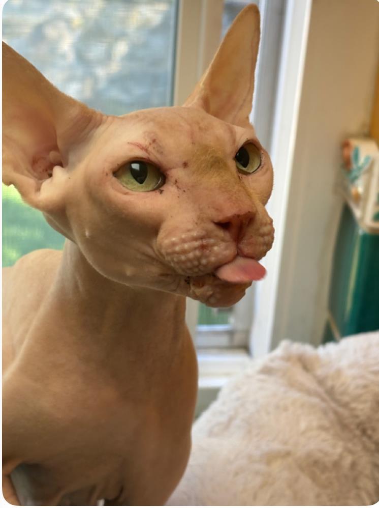 Enlarge Ophelia *courtesy Post, a Adoptable Sphynx / Hairless Cat in La Jolla, CA image 2/2