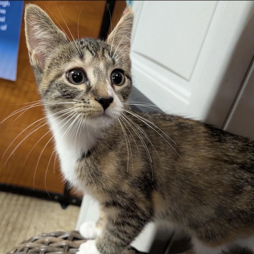 Enlarge Samantha, a Adoptable Domestic Short Hair in Mocksville, NC image 1/3